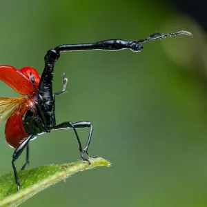 Giraffe Weevil Print, Andasibe-Mantadia National Park Giraffe Weevil Print, Andasibe-Mantadia National Park