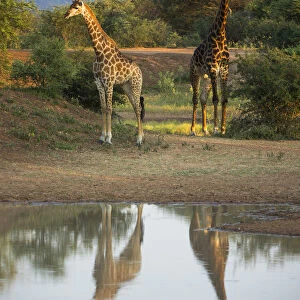 Two Giraffes (Giraffa camelopardalis) by water with reflections, Marataba, Marakele National Park