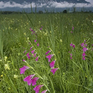 Gladiolus (Gladiolus sp) plants flowering in meadow, Liechtenstein, June 2009