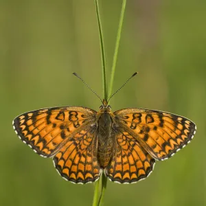 Glanville fritillary butterfly (Melitaea cinxia) on blade of grass, Pollino National Park