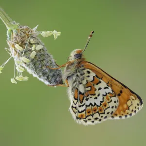 Glanville fritillary butterfly (Melitaea cinxia) roosting on larval foodplant Ribwort plantain