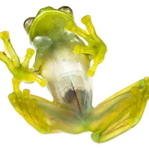 Glass Frog Ventral Print, Peru Glass Frog Ventral Print, Peru