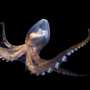 Glass octopus (Vitreledonella richardi). deep sea species from Atlantic Ocean off Cape Verde