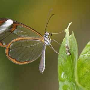 Glasswing butterfly (Greta oto), Mariposario del Drago, Icod de Los Vinos, Tenerife