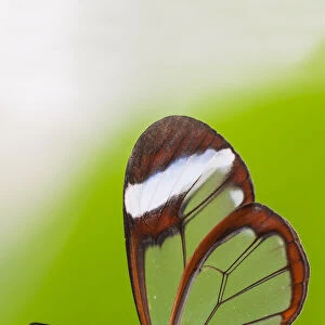 Glasswing butterfly (Greta oto) resting on leaf. Captive
