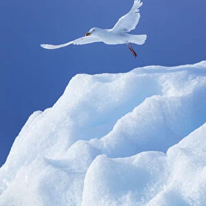 Glaucous Gull (Larus hyperboreus) taking off from ice, Svalbard Norway, July