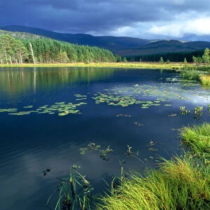 Glen Feshie, Cairngorm NP, Highland, Scotland, UK