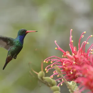 L'Émeraude à ventre étincelant (Chlorostilbon lucidus) en vol vers les fleurs de Grevillea banksii.