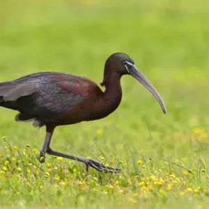 Glossy ibis Print in marshland, Donana National Park, Spain Glossy ibis Print in marshland, Donana National Park, Spain