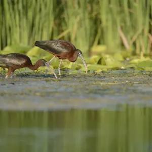 Glossy Ibises Foraging Print, Danube Delta, Romania Glossy Ibises Foraging Print, Danube Delta, Romania