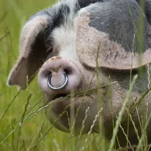 Gloucester old spot domestic pig (Sus scrofa domestica) head portrait with ring through snout Gloucester old spot domestic pig (Sus scrofa domestica) head portrait with ring through snout