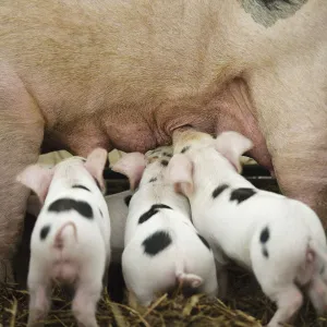 Gloucester old spot piglets (Sus scrofa domestica) suckling at the Cotswold Farm Show