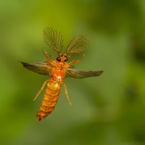 Glowworm beetle (Phengodes sp. ) male flying, Tuscaloosa County, Alabama, USA Controlled conditions