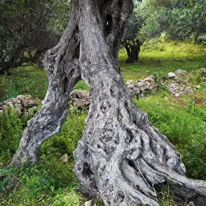 Gnarled trunk of an Olive tree (Olea europea) Kolimvaro, Crete, Greece, April 2009