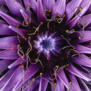Goats beard / Salsify (Tragopogon sinuatus) close-up of flower head, Prina, Crete Goats beard / Salsify (Tragopogon sinuatus) close-up of flower head, Prina, Crete