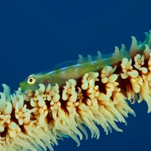 Le gobie (Bryaninops sp) sur une branche de corail, parc naturel marin de Tubbataha, site du patrimoine mondial de l'UNESCO. Le gobie (Bryaninops sp) sur une branche de corail, parc naturel marin de Tubbataha, site du patrimoine mondial de l'UNESCO.