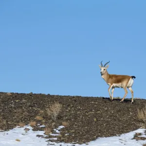 Print of a male Goitered gazelle in China