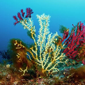 Gold coral (Savalia Savaglia) colonising Red gorgonian (Paramuricea clavata), Marine Protected area Punta Campanella, Costa Amalfitana, Italy, Tyrrhenian Sea