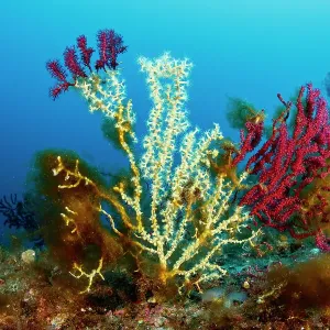 Gold coral (Savalia Savaglia) colonising Red gorgonian (Paramuricea clavata), Marine Protected area Punta Campanella, Costa Amalfitana, Italy, Tyrrhenian Sea Gold coral (Savalia Savaglia) colonising Red gorgonian (Paramuricea clavata), Marine Protected area Punta Campanella, Costa Amalfitana, Italy, Tyrrhenian Sea