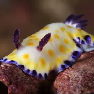 Gold-spotted Chromodorid nudibranch Print Gold-spotted Chromodorid nudibranch Print