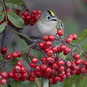 Goldcrest (Regulus regulus) eating berries, Uto Finland September