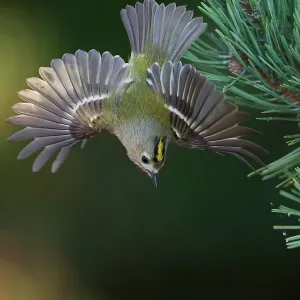 Goldcrest in Flight Print, Portrait Format Goldcrest in Flight Print, Portrait Format