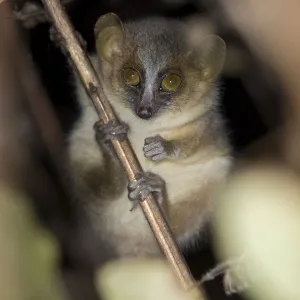 Golden-brown mouse lemur (Microcebus ravelobensis), Ankarafantsika National Park