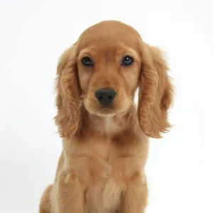 Golden Cocker Spaniel puppy, Maizy, sitting