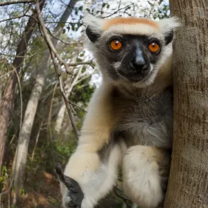 Golden-crowned Sifaka or Tattersalls Sifaka (Propithecus tattersalli) in forest near Andranotsimaty, Daraina, north east Madagascar. Critically Endangered Golden-crowned Sifaka or Tattersalls Sifaka (Propithecus tattersalli) in forest near Andranotsimaty, Daraina, north east Madagascar. Critically Endangered