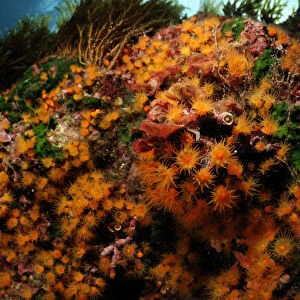 Golden cup coral (Astroides calycularis) Malta, Mediteranean, May 2009
