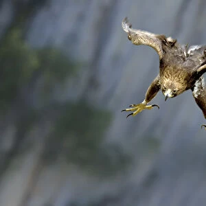 Golden Eagle (Aquila chrysaetos) swooping with folded wings and extended tallons