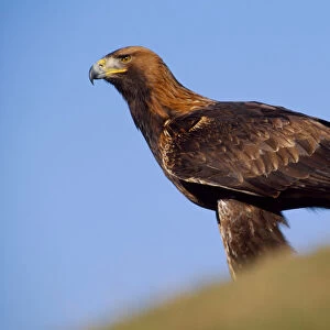 Golden eagle (Aquila chrysaetos) falconers bird perched on ground (controlled)