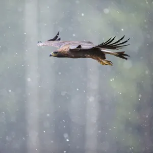 Golden eagle (Aquila chrysaetos) in flight through heavy snow, Czech Republic