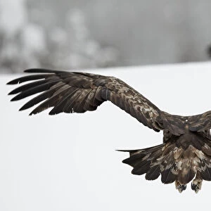 Golden Eagle (Aquila chrysaetos) in flight rear view, Kuusamo, Finland, February