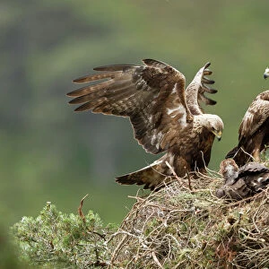 Golden eagle (Aquila chrysaetos) pair at nest in pine tree, Glen Tanar Estate, Cairngorms