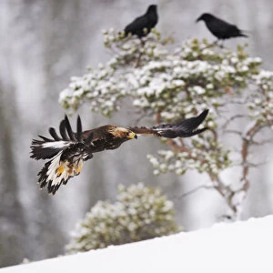 Golden eagle (Aquila chrysaetos) in flight with two Common ravens (Corvus corax) in tree behind