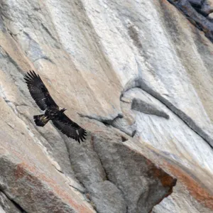 Golden eagle (Aquila chrysaetos) in flight in front of a vertical rocky mountain side