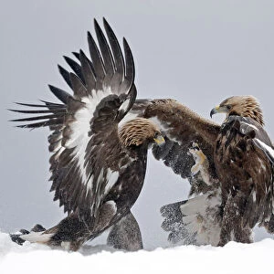 Golden eagle (Aquila chrysaetos), two juveniles fighting in snow. Norway. November
