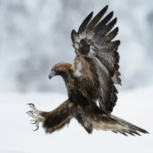 Golden Eagle Print - Kuusamo, Finland Golden Eagle Print - Kuusamo, Finland