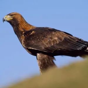 Golden eagle (Aquila chrysaetos) falconers bird perched on ground (controlled) Golden eagle (Aquila chrysaetos) falconers bird perched on ground (controlled)