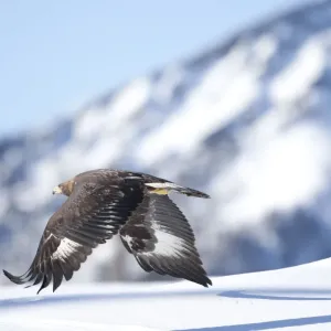 Golden eagle (Aquila chrysaetos) in flight over snow, Alps, Austria, controlled conditions Golden eagle (Aquila chrysaetos) in flight over snow, Alps, Austria, controlled conditions