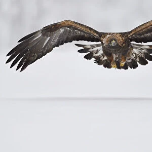 Golden eagle (Aquila chrysaetos) in flight over snow. Kalvtrask, Vasterbotten, Lapland, Sweden