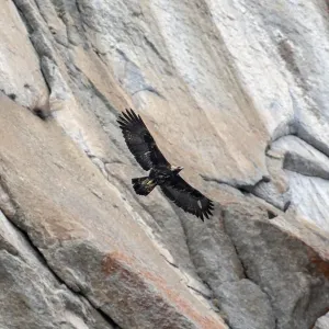 Golden eagle (Aquila chrysaetos) in flight in front of a vertical rocky mountain side Golden eagle (Aquila chrysaetos) in flight in front of a vertical rocky mountain side