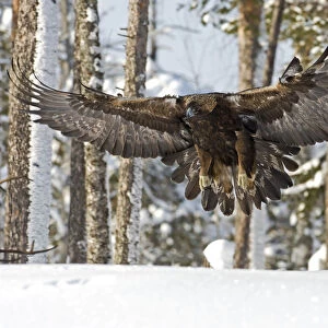 Golden eagle (Aquila chrysaetos) about to land on snow, Oulanka NP, Finland, February