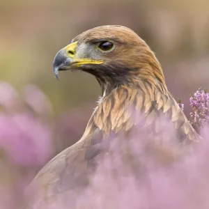 Golden eagle (Aquila chrysaetos) male in heather. Captive, UK