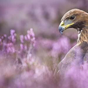 Golden Eagle {Aquila chrysaetos} male in purple heather. Captive, UK