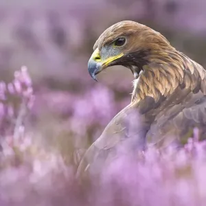 Golden Eagle {Aquila chrysaetos} male in purple heather. Captive, UK Golden Eagle {Aquila chrysaetos} male in purple heather. Captive, UK