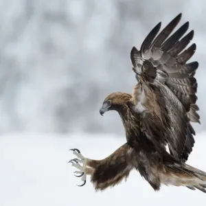 Golden Eagle (Aquila chrysaetos) pouncing in flight with claws brandished. Kuusamo Golden Eagle (Aquila chrysaetos) pouncing in flight with claws brandished. Kuusamo