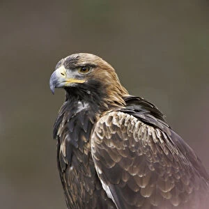 Golden eagle {Aquila chrysaetos} Scotland