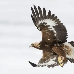 Águila real (Aquila chrysaetos) Sodankyla, Lokka, Finlandia, abril. Águila real (Aquila chrysaetos) Sodankyla, Lokka, Finlandia, abril.